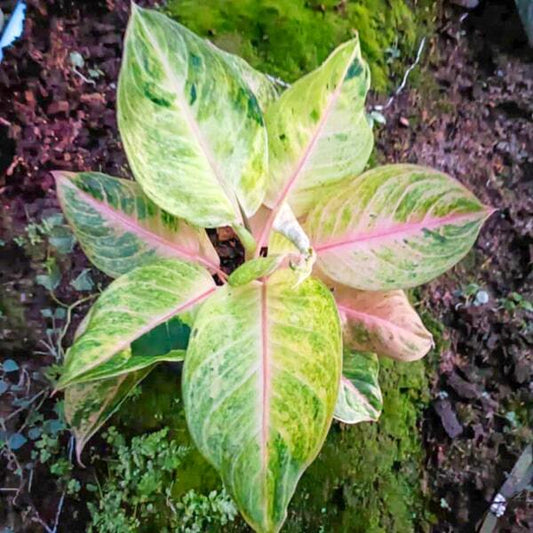 Aglaonema PINK GOLD