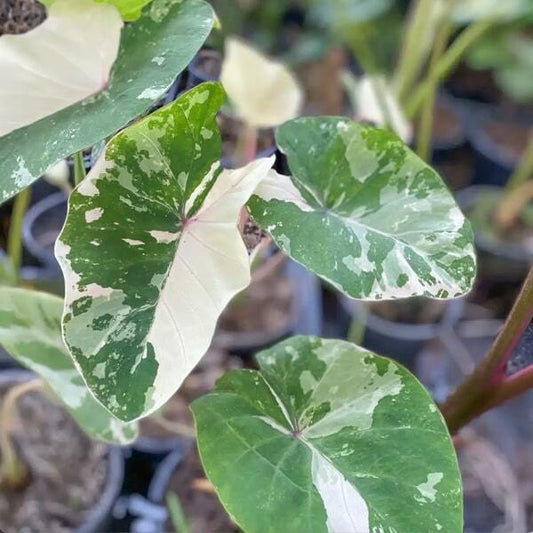 Colocasia PINK HWAN
