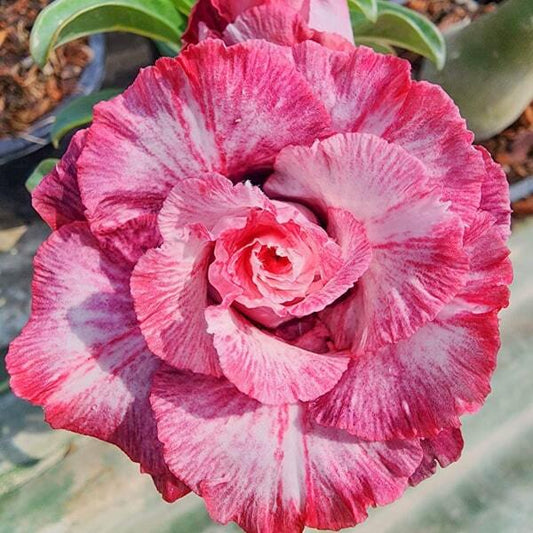 Adenium obesum PINK CROWN