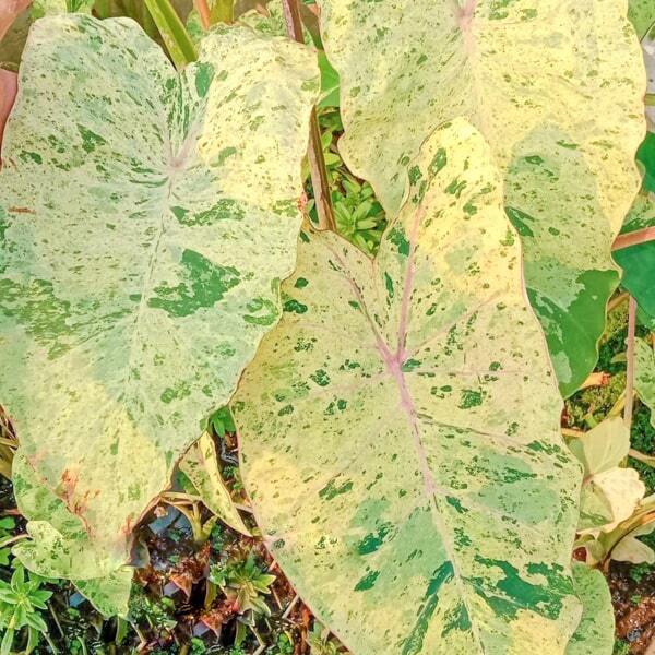 Colocasia PINK KINNAREE