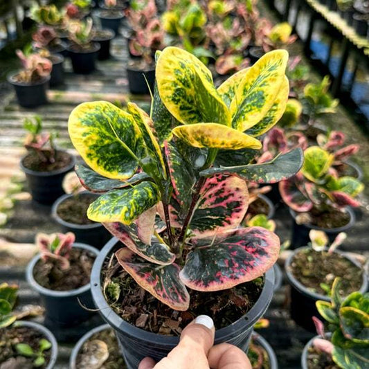 Croton PINK LADY