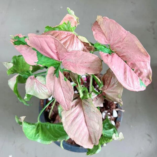 Syngonium PINK LAVA