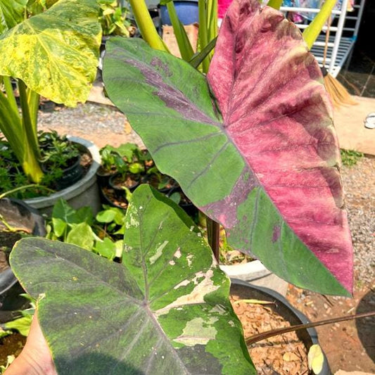 Colocasia PINK LOTUS