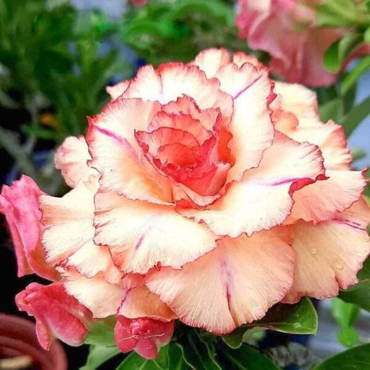 Adenium obesum PINK ORANGE