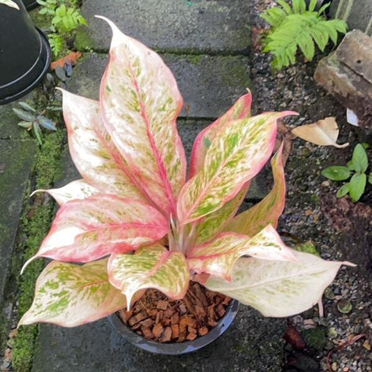 Aglaonema PINK PALM
