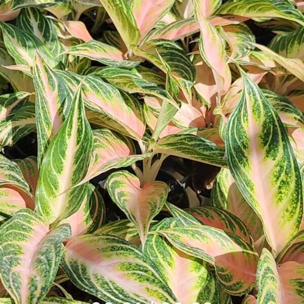 Aglaonema PINK PANAMA