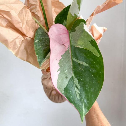 Philodendron PINK PRINCESS