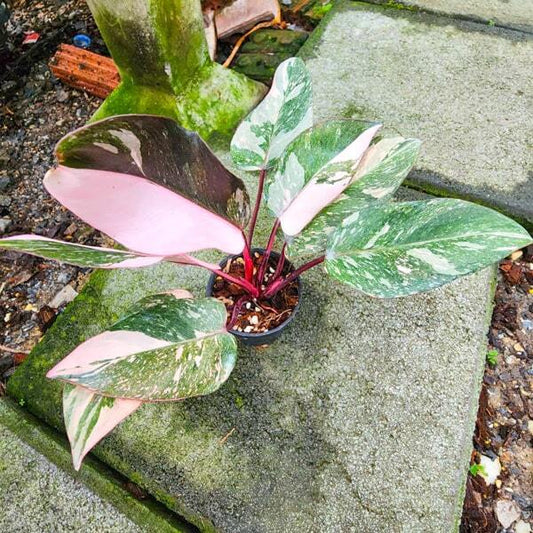 Philodendron PINK PRINCESS GALAXY