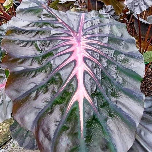 Colocasia PINK RIBBON