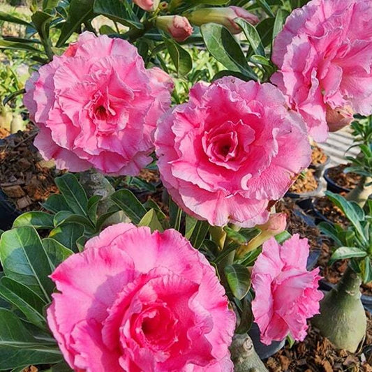 Adenium obesum PINK RUNG RUDEE