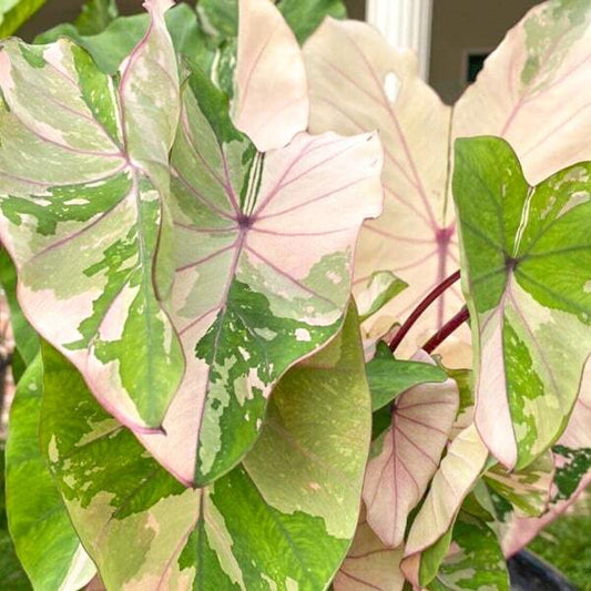 Colocasia PINK SAPPHIRE