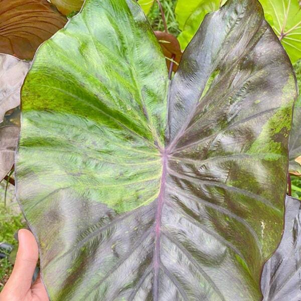 Colocasia PINK SHADOW