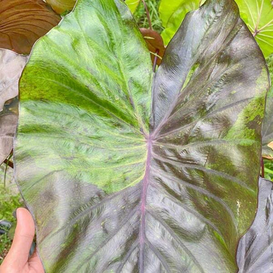 Colocasia PINK SHADOW