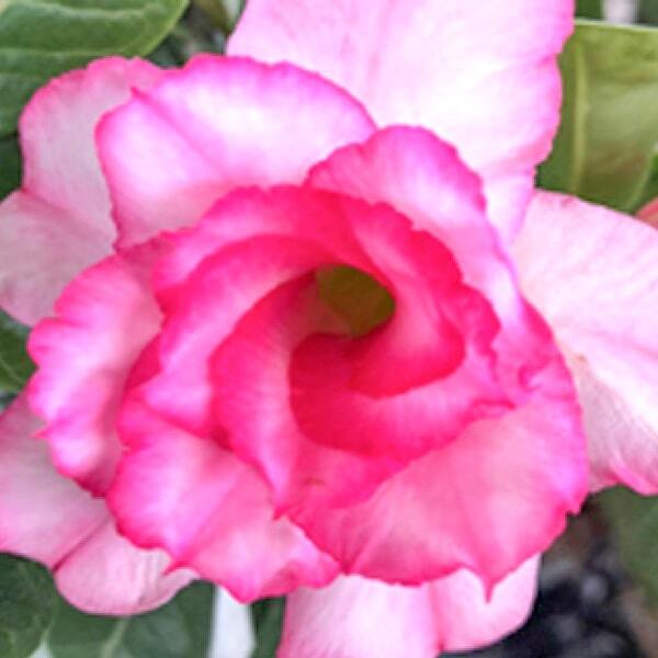 Adenium obesum PINK SIRI