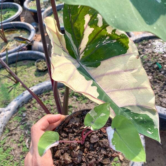 Colocasia PINK STAR