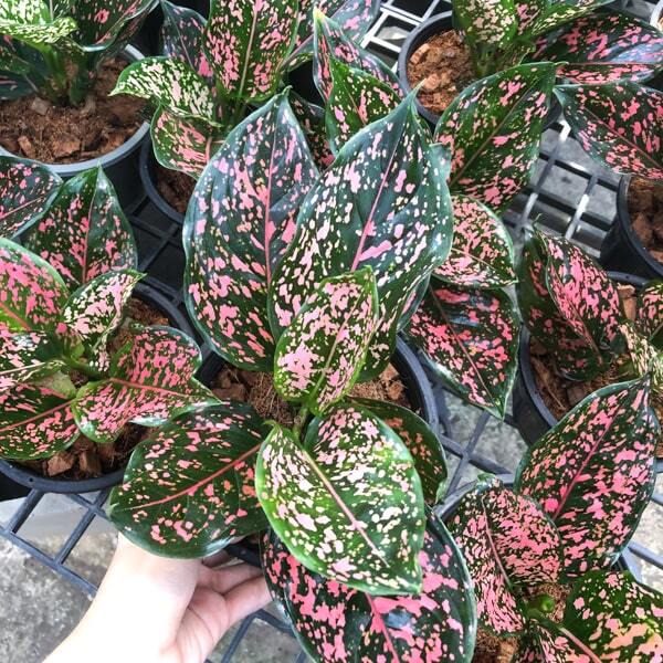 Aglaonema PINK DALMATIN