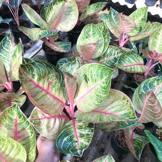 Aglaonema MOONLIGHT