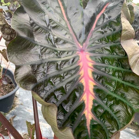 Colocasia PINKY HEART