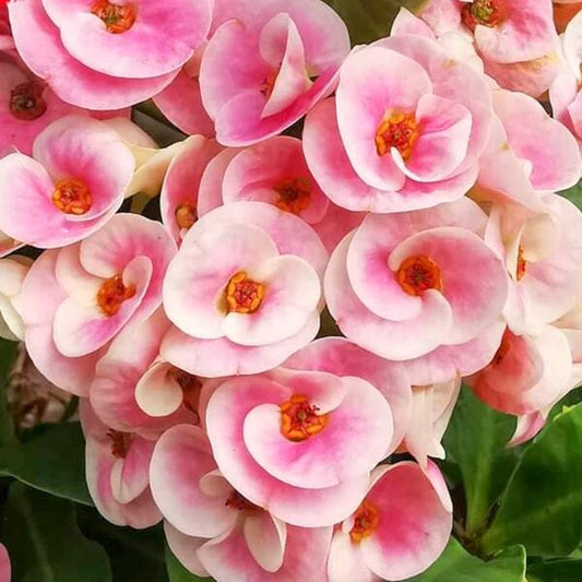 Euphorbia Milii PINK ROSY