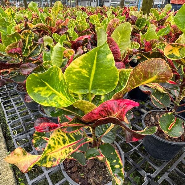 Croton PUI FAI