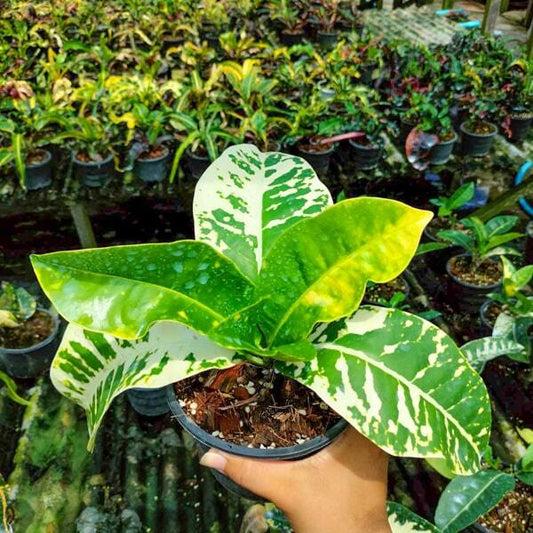 Croton PBLA NGERN