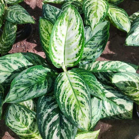 Aglaonema PLATINUM