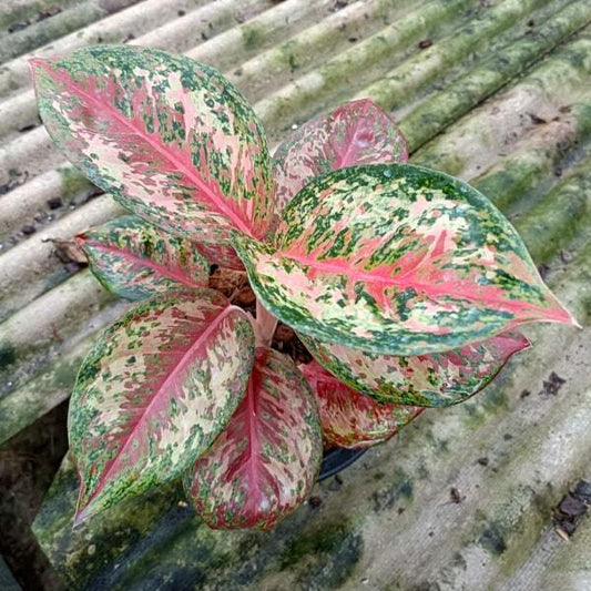 Aglaonema PLATINUM KARAT