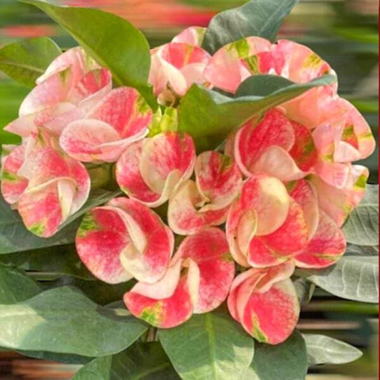 Euphorbia Milii PLEON PIROM