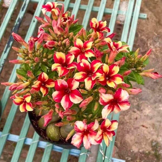 Adenium obesum PLOY AMPUN