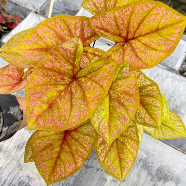 Caladium PLOY CHAN