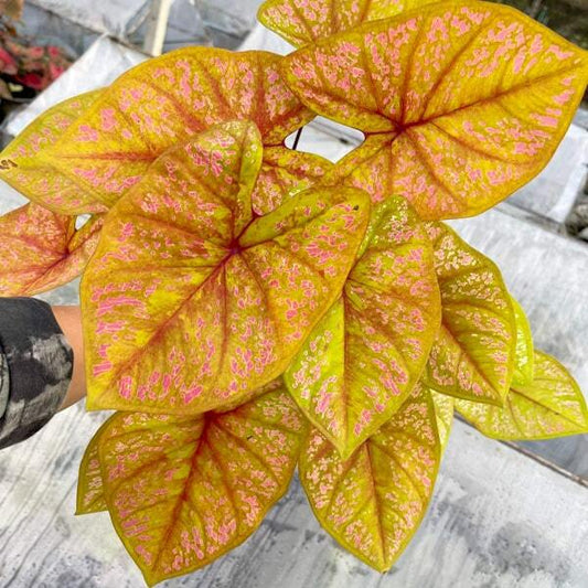 Caladium PLOY CHAN