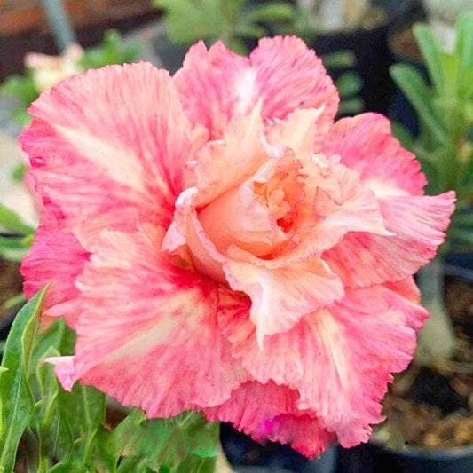 Adenium obesum PLOY ROSE