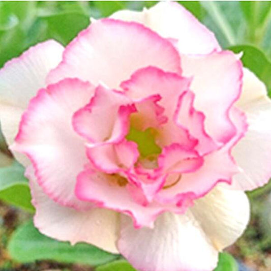 Adenium obesum PLOY SAI