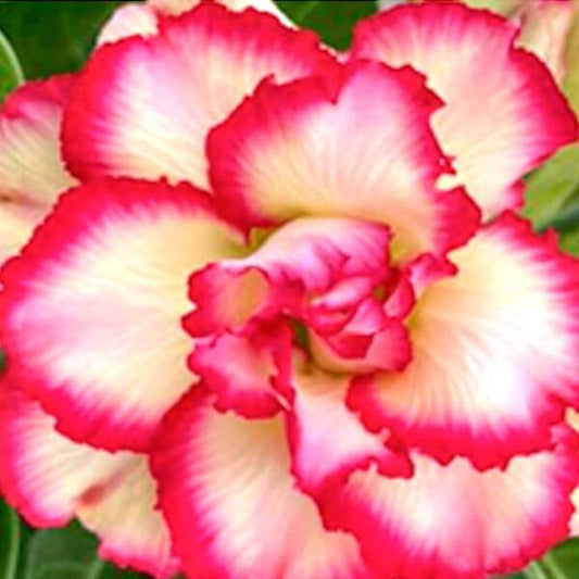 Adenium obesum PLOY SAKORN