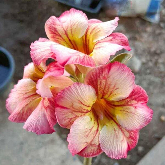 Adenium obesum PLOY SIAM