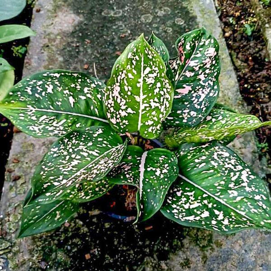Aglaonema PO NAMTHONG