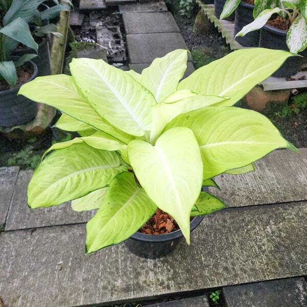 Dieffenbachia SEDTHEE PHO THONG