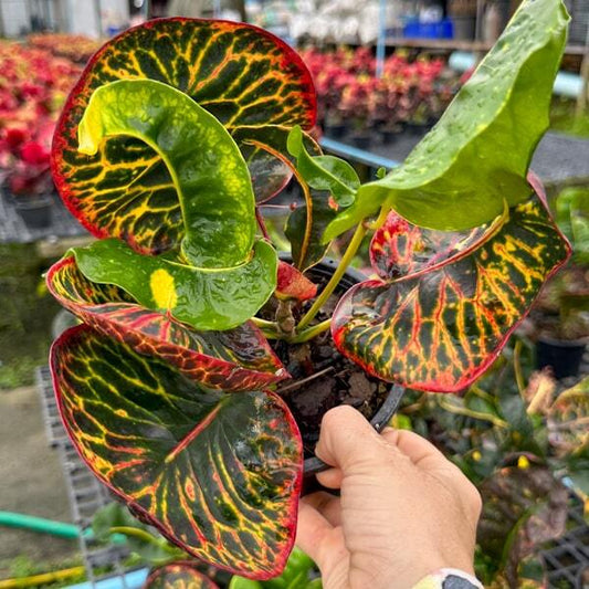 Croton POM PRAP SATTRU PHAI