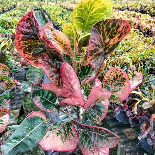 Croton PHOM LIKHIT