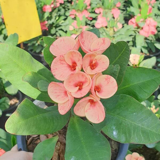 Euphorbia Milii PON CHOKCHAI