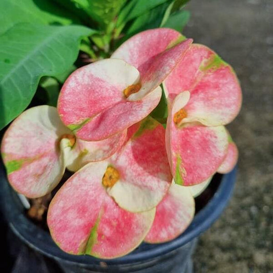 Euphorbia Milii PON JARENSUK