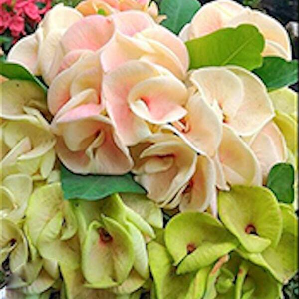 Euphorbia Milii PON KANCHANA