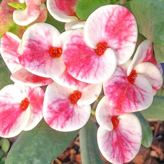 Euphorbia Milii PON KUAN OO