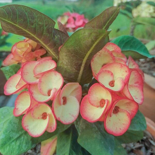 Euphorbia Milii PON YAMO