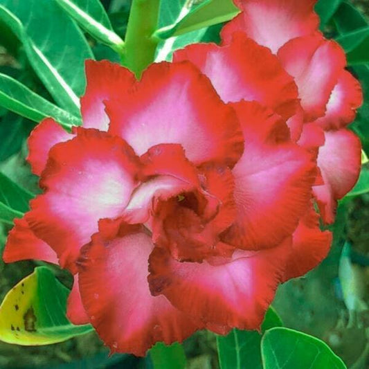 Adenium obesum POONSAB RED