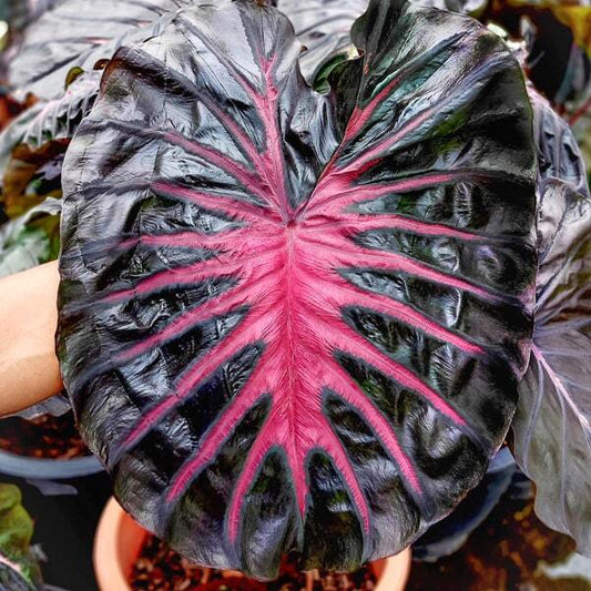 Colocasia POSEIDON