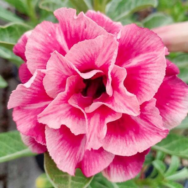 Adenium obesum POUNG CHOMPHU