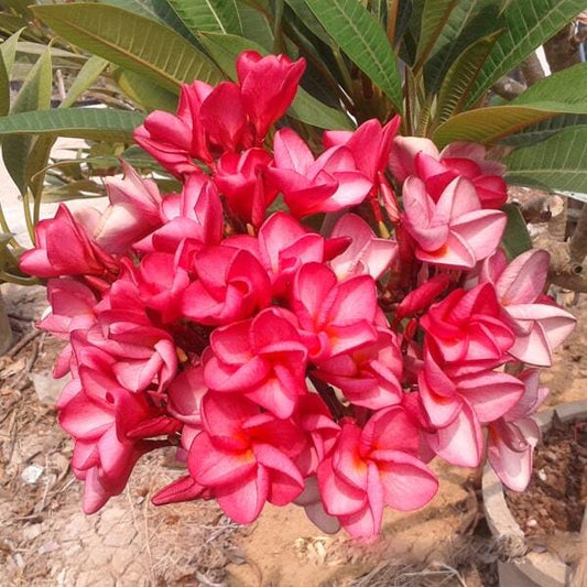Plumeria POUNG ROI