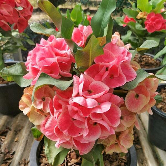 Euphorbia Milii PRACHA CHUEN