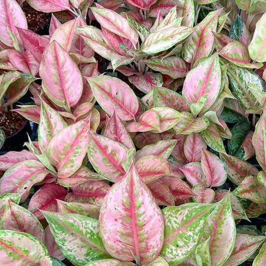 Aglaonema PRAGAI PHET